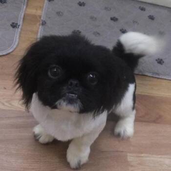 GENTRY -  Pekingese Dog for Adoption in Trufant, Michigan - GENTRY | PetCurious