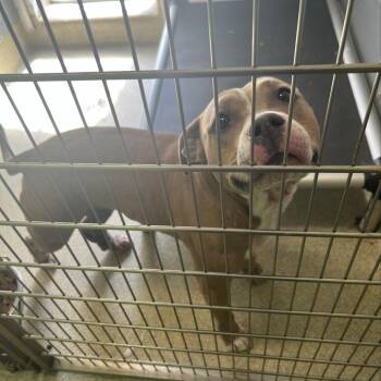 Pit Bull Terrier Dogs Available for Adoption in Windsor, Virginia - Mud Flap | PetCurious