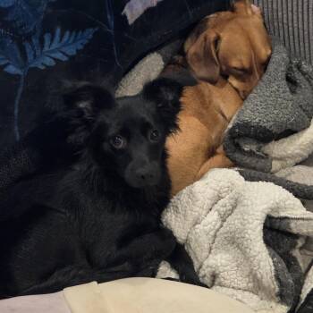Julian D70502 -  Papillon and Mixed Breed Dog for Adoption in Minnetonka, Minnesota - Julian D70502 | PetCurious