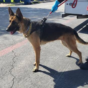 HARVEY -  German Shepherd Dog Dog for Adoption in San Antonio, Texas - HARVEY | PetCurious