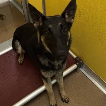 Praline -  German Shepherd Dog Dog for Adoption in Norman, Oklahoma - Praline | PetCurious