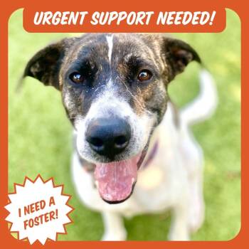 Rescue Pointer and Great Pyrenees Dogs for Adoption in Austin, Texas - Colette | PetCurious