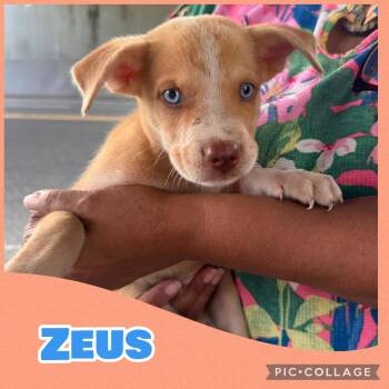 Zeus -  Australian Shepherd and Rat Terrier Dog for Adoption in Ringwood, New Jersey - Zeus | PetCurious