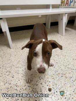 WeeBunBun -  Mixed Breed Dog for Adoption in Raleigh, North Carolina - WeeBunBun | PetCurious