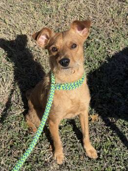Rescue Border Terrier and Jack Russell Terrier Dogs for Adoption in San Antonio, Texas - Jack | PetCurious