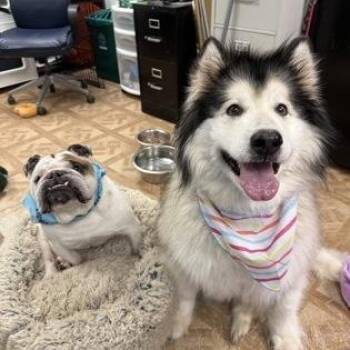 Alaskan Malamute Dogs Available for Adoption in Worcester, Massachusetts - Malibu & Diesel  | PetCurious