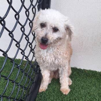 Cider 3156 -  Poodle Dog for Adoption in Loxahatchee Groves, Florida - Cider 3156 | PetCurious