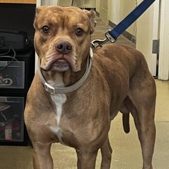 William Wallace -  Boxer Dog for Adoption in Harrisonburg, Virginia - William Wallace | PetCurious