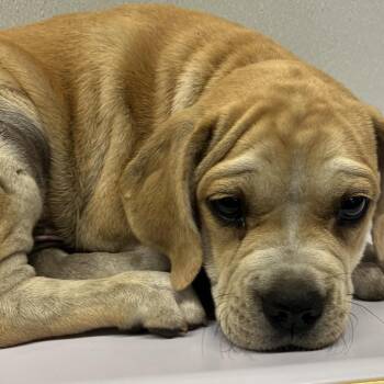 Boxer and Mixed Breed Dogs Available for Adoption in Tampa, Florida - Caminero | PetCurious