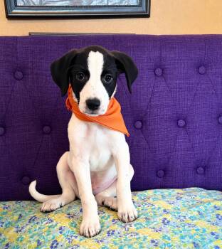 Neo Lonestar -  Labrador Retriever Dog for Adoption in Rockaway, New Jersey - Neo Lonestar | PetCurious