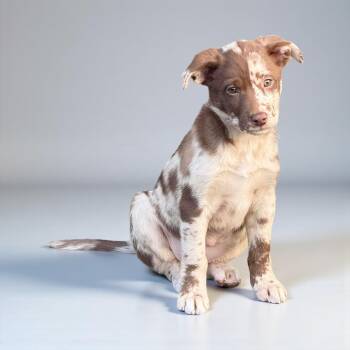 Rescue Australian Cattle Dog Blue Heeler and Catahoula Leopard Dog Dogs for Adoption in Hatfield, Pennsylvania - Harper | PetCurious