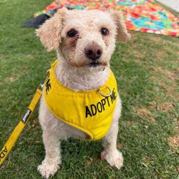 Monty -  Miniature Poodle and Mixed Breed Dog for Adoption in Los Angeles, California - Monty | PetCurious