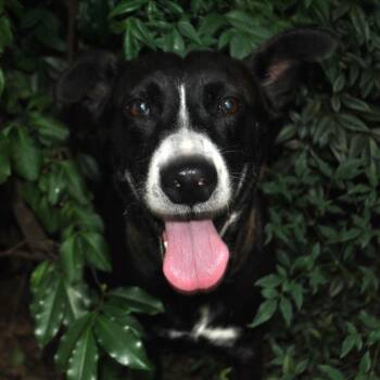 Marina -  Australian Cattle Dog Blue Heeler and German Shepherd Dog Dog for Adoption in Bartlett, Tennessee - Marina | PetCurious