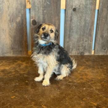 PETIE 425 -  Yorkshire Terrier Dog for Adoption in New Berlin, Wisconsin - PETIE 425 | PetCurious