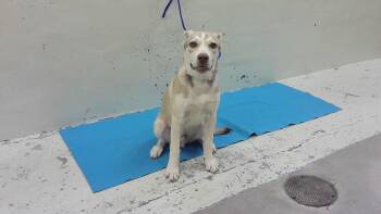 KODA -  Husky and Mixed Breed Dog for Adoption in Houston, Texas - KODA | PetCurious