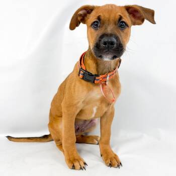 934 (2026) Huckleberry -  Shepherd and Mixed Breed Dog for Adoption in Parker, Colorado - 934 (2026) Huckleberry | PetCurious