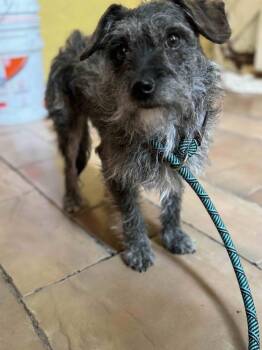 Terrier Dogs Available for Adoption - CHISPITA | PetCurious