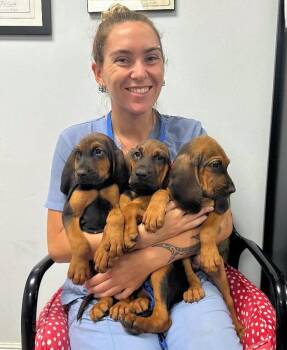Atlas, Orion, & Apollo (AL) -  Bloodhound Dog for Adoption - Atlas, Orion, & Apollo (AL) | PetCurious