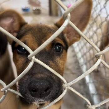 Jack -  Shepherd and Doberman Pinscher Dog for Adoption in Palestine, Texas - Jack | PetCurious