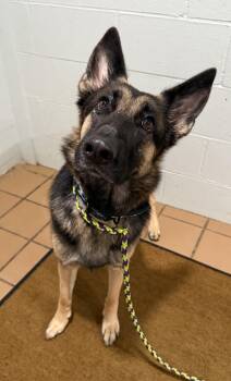 Rescue German Shepherd Dog Dogs for Adoption in Sault Ste. Marie, Michigan - Zelda | PetCurious