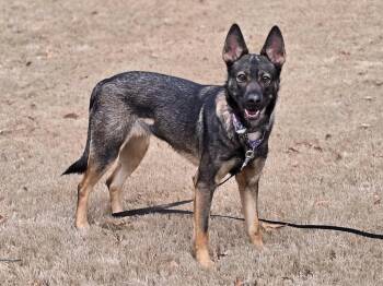 German Shepherd Dog Dogs Available for Adoption - Harper | PetCurious