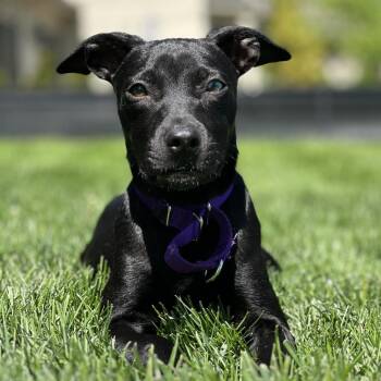 Labrador Retriever Dogs Available for Adoption in Lenexa, Kansas - Banana Nut | PetCurious