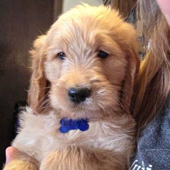 Golden Retriever and Poodle Dogs Available for Adoption in Goltry, Oklahoma - 2b Dark Blue | PetCurious