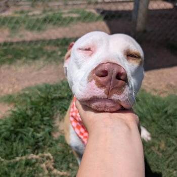 Tiny -  American Staffordshire Terrier Dog for Adoption in Pittsburgh, Pennsylvania - Tiny | PetCurious