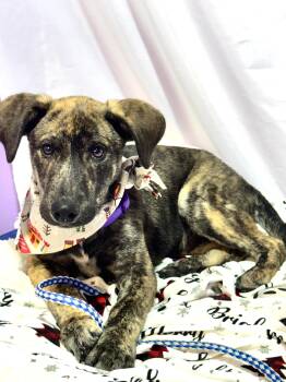 Rescue Catahoula Leopard Dog and Husky Dogs for Adoption in Nahunta, Georgia - ECHO | PetCurious