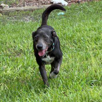 Aspen -  Mixed Breed Dog for Adoption in Williston, Florida - Aspen | PetCurious