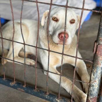 Shar Pei and Mixed Breed Dogs Available for Adoption in Fort Smith, Arkansas - Kathy | PetCurious