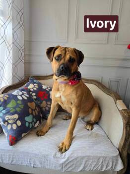 Mastiff and Boxer Dogs Available for Adoption - Ivory #24084 | PetCurious