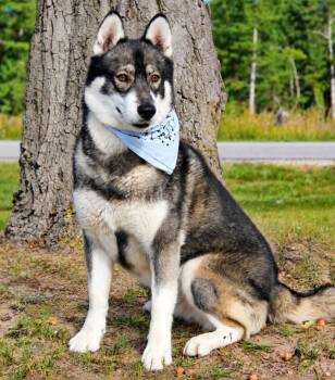 Gatsby -  Husky Dog for Adoption in Cheboygan, Michigan - Gatsby | PetCurious