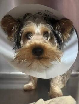 Rescue Yorkshire Terrier Dogs for Adoption in West Milwaukee, Wisconsin - Jax $550 | PetCurious