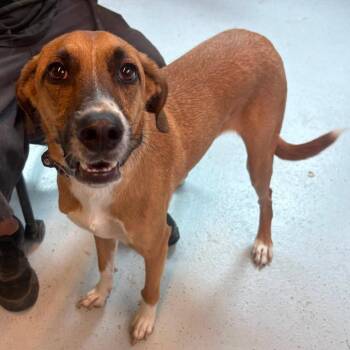 Vev Stray Hold 7/9 -  Mixed Breed Dog for Adoption in Huntington, West Virginia - Vev Stray Hold 7/9 | PetCurious