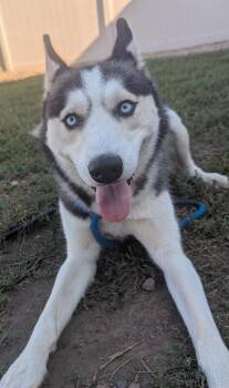 Blake -  Siberian Husky Dog for Adoption in Yankton, South Dakota - Blake | PetCurious
