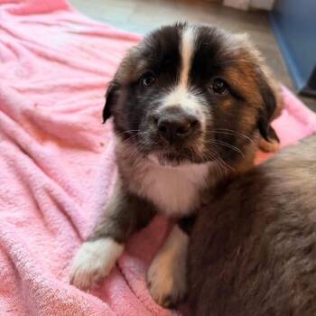 Saint Bernard and Terrier Dogs Available for Adoption - Olympia | PetCurious