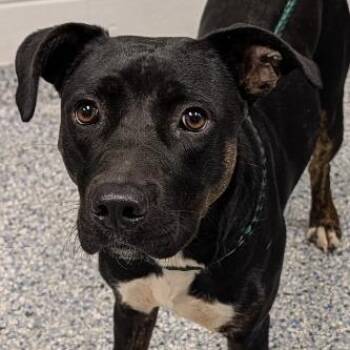 Vienna -  Mixed Breed Dog for Adoption in Greenville, South Carolina - Vienna | PetCurious