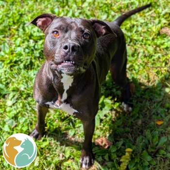 Penn Station -  Pit Bull Terrier Dog for Adoption in Toledo, Ohio - Penn Station | PetCurious