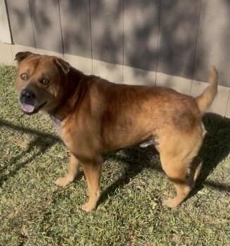Chuey -  Labrador Retriever and Shar Pei Dog for Adoption in Inez, Texas - Chuey | PetCurious