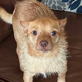 Chihuahua Dogs Available for Adoption in Houston, Texas - Troy | PetCurious