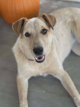 Rescue Australian Cattle Dog Blue Heeler Dogs for Adoption in Rosenberg, Texas - Margie | PetCurious