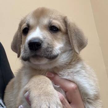 Winston -  Shepherd Dog for Adoption in Midland, Texas - Winston | PetCurious