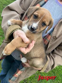 Beagle and Carolina Dog Dogs Available for Adoption in Crocker, Missouri - Jasper | PetCurious