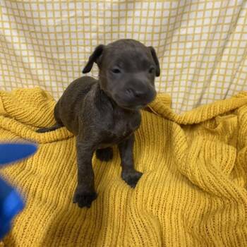 A611714 -  Pit Bull Terrier and Mixed Breed Dog for Adoption in Modesto, California - A611714 | PetCurious