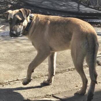 Anatolian Shepherd Dogs Available for Adoption - Cedrick | PetCurious
