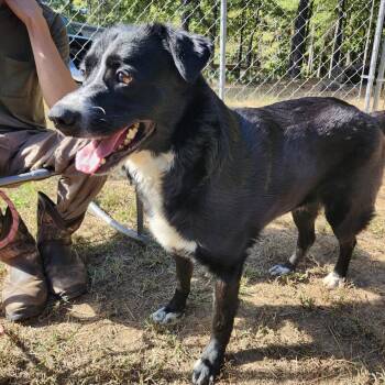 WALLY -  Labrador Retriever Dog for Adoption in Chicopee, Massachusetts - WALLY | PetCurious
