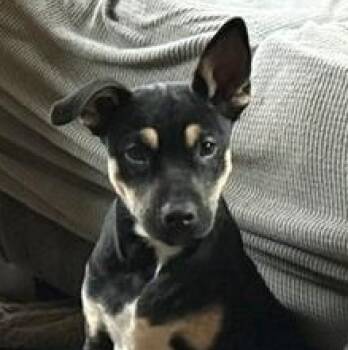 Walker -  Black Labrador Retriever and German Shepherd Dog Dog for Adoption in Lucedale, Mississippi - Walker | PetCurious