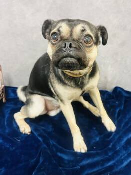 Pickle -  Pug and Mixed Breed Dog for Adoption in Morton Grove, Illinois - Pickle | PetCurious