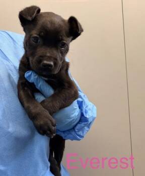 Mixed Breed Dogs Available for Adoption in Fort Worth, Texas - Everest | PetCurious